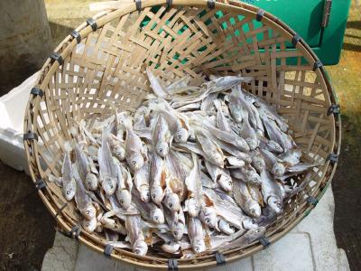 Seafood for sale at the Tai O Market (Lantau Island)