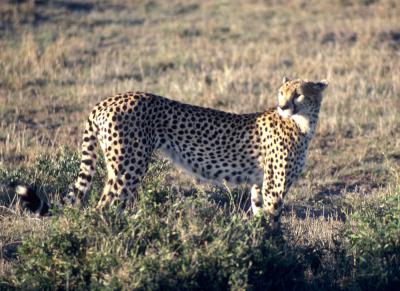 Cheetah - Masai Mara National Reserve