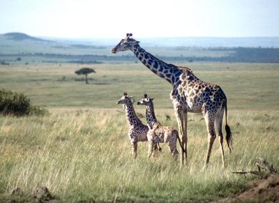 Giraffe - Masai Mara National Reserve