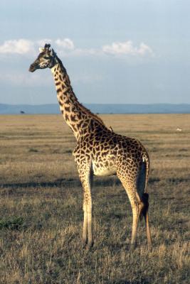 Giraffe - Masai Mara National Reserve