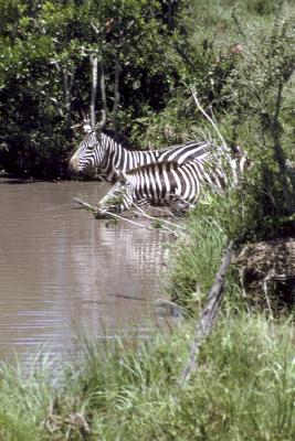 Zebra - Masai Mara National Reserve