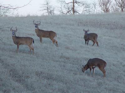 u36/gmaclin/medium/8517491.DeeratOlinNaturePreserveGodfreyIllinois8517491.jpg
