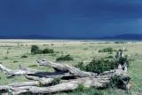Masai Mara National Reserve