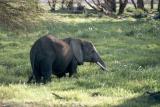 Elephant - Amboseli National Park