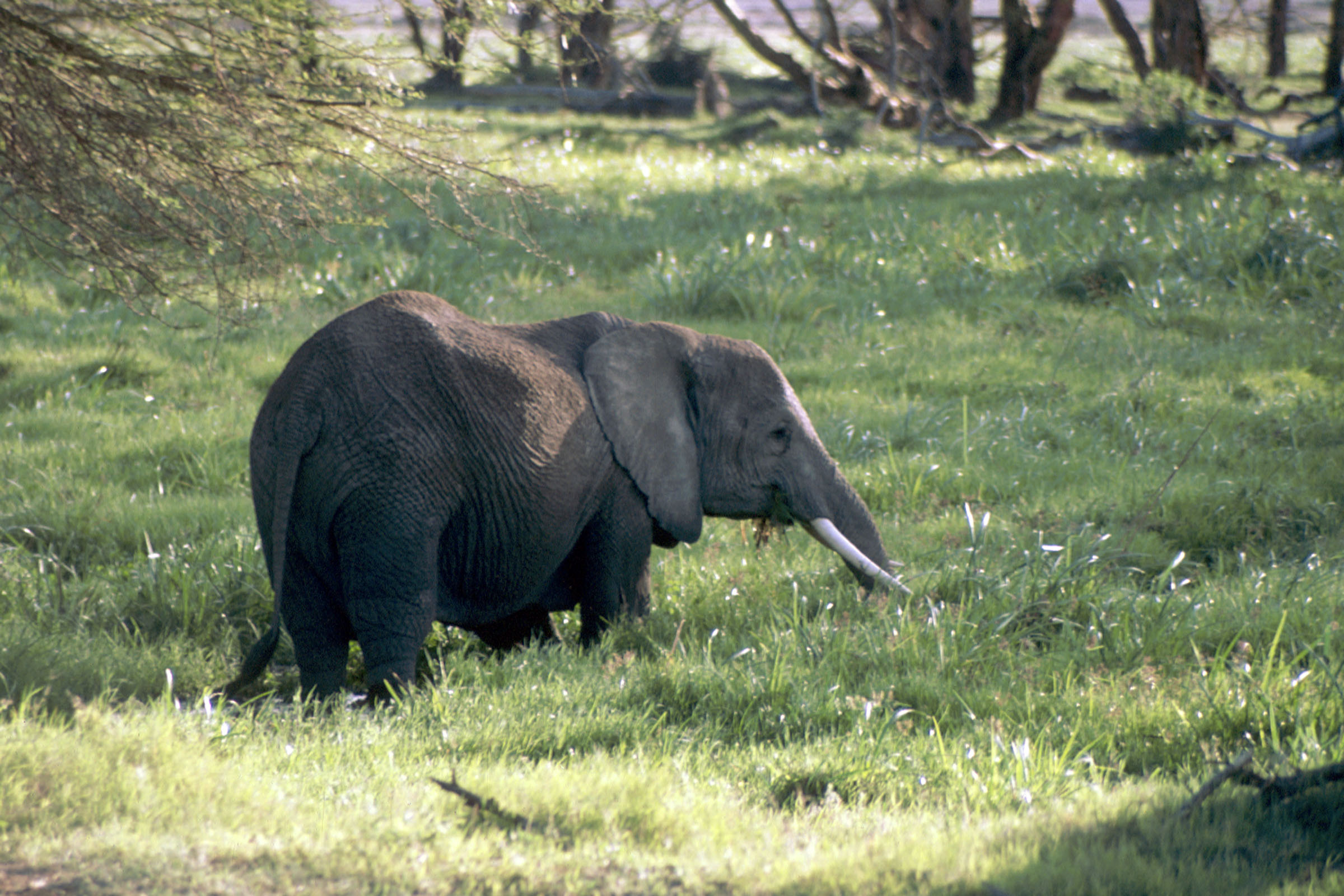 Elephant - Amboseli National Park