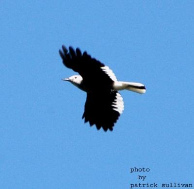 Clark's Nutcracker