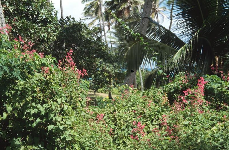 23-14 Dense foliage close to the entrance