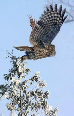 Great Gray Owl takes off from hoar frost covered tree