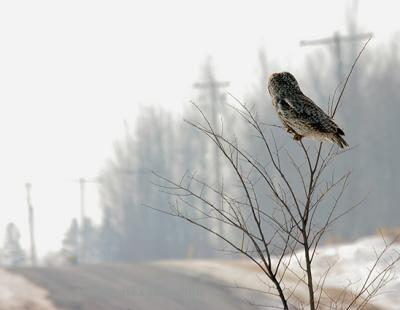 Great Gray Owl