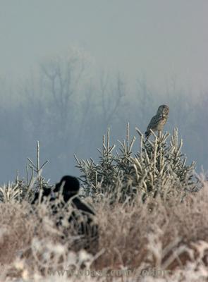 Great Gray Owl  --- I can see you