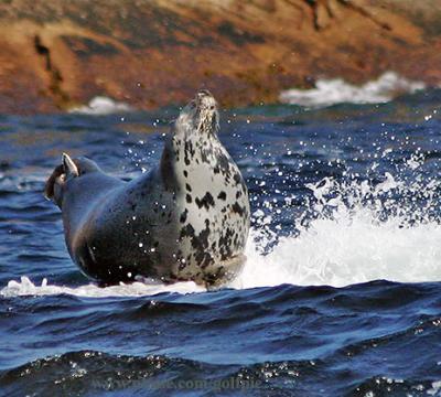 Seal sunning on rock - Bird Islands