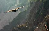 Bald eagle on the way to the Bird Islands