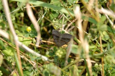 u36/grahamcheckley/medium/32323920.Carpet_Moth_Aberlady_01082004_from_NEF_3189.jpg