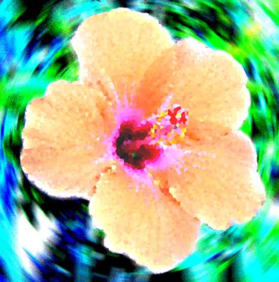 hibiscus 3  copy.jpg