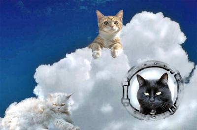Cats on Cloud Nine.