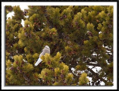 Clark's Nutcracker