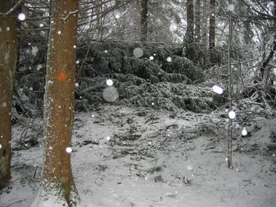Big blowdown from the opposite side<br>Looking up-trail</br>