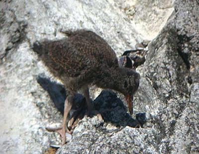 Black Oystercatcher