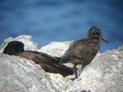 u36/gtepke/medium/23485661.030820BlackOystercatcher0094.jpg