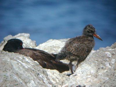 Black Oystercatcher