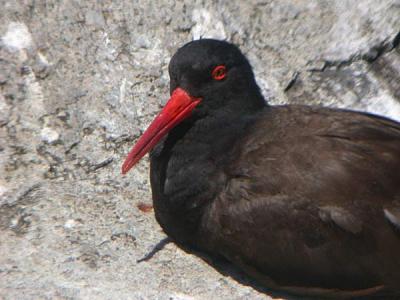 u36/gtepke/medium/23485663.030820BlackOystercatcher0120.jpg