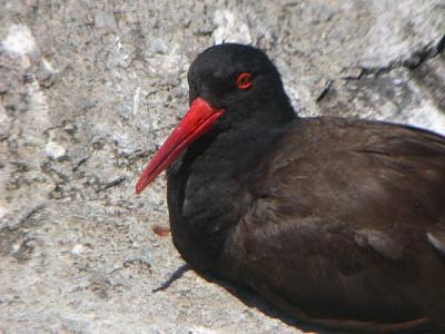 Black Oystercatcher