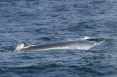 Sei Whale