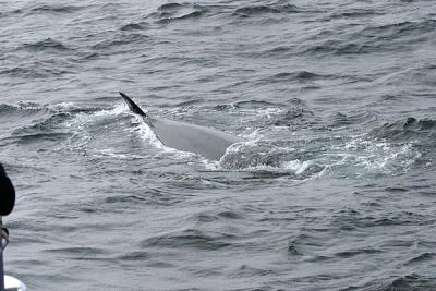 Sei Whale