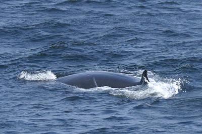 Sei Whale