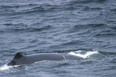 u36/gtepke/medium/32232871.031011SeiWhale5829.jpg