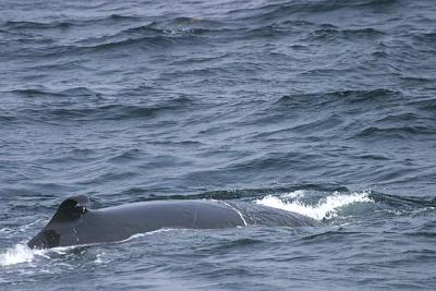 Sei Whale