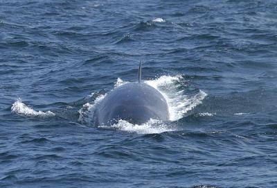 u36/gtepke/medium/32232874.031011SeiWhale5932.jpg