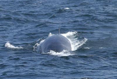 Sei Whale