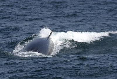 Sei Whale