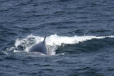 Sei Whale