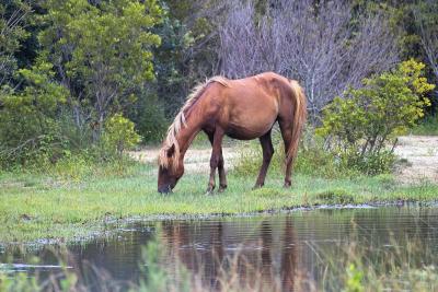 OBX Wild Horses 2