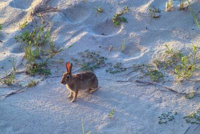 OBX BUNNY READY TO HOP