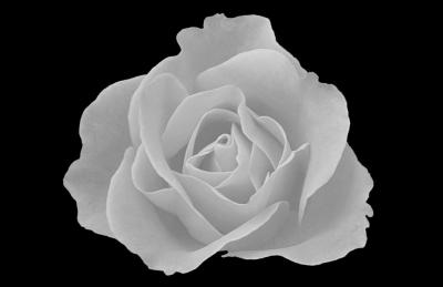 Black and White Rose    e.jpg