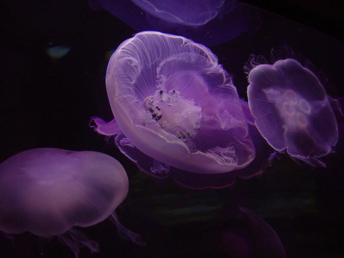 Jelly Fish.jpg
