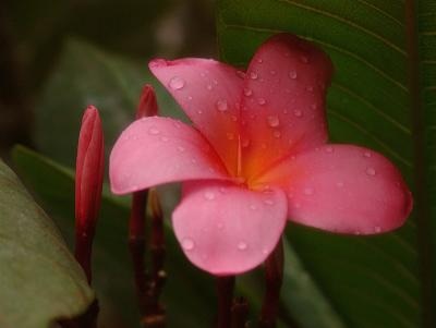 23 Pretty Flower.