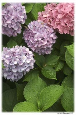 : Hydrangea :