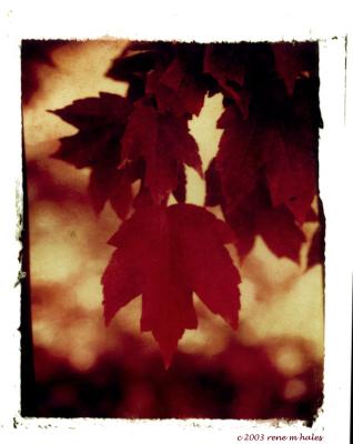 : Maple Leaves :