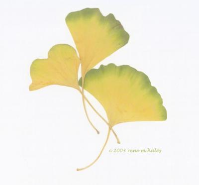 : Gingko :