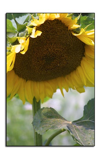 : ME Sunflower :
