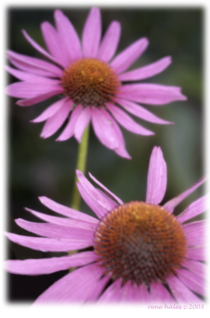 : Coneflowers :