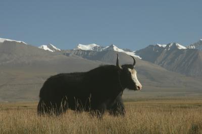 Yak