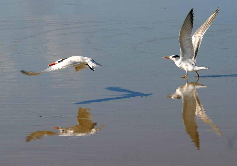 IMG_6660 terns.jpg