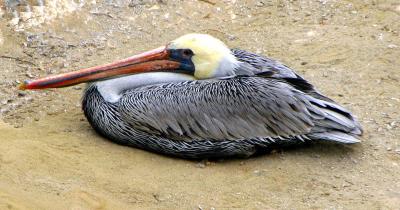 106_0623beach.jpg