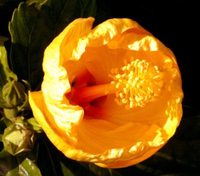 IMG_1612 flowers.jpg