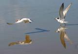 IMG_6660 terns.jpg